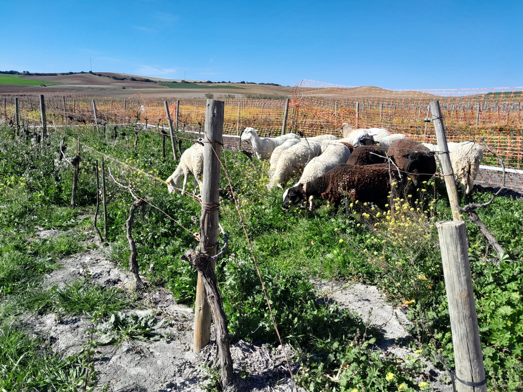 El Grupo Operativo Suelos Vivos comienza una nueva fase experimental, con la introducción de ganado ovino en las parcelas de ensayo